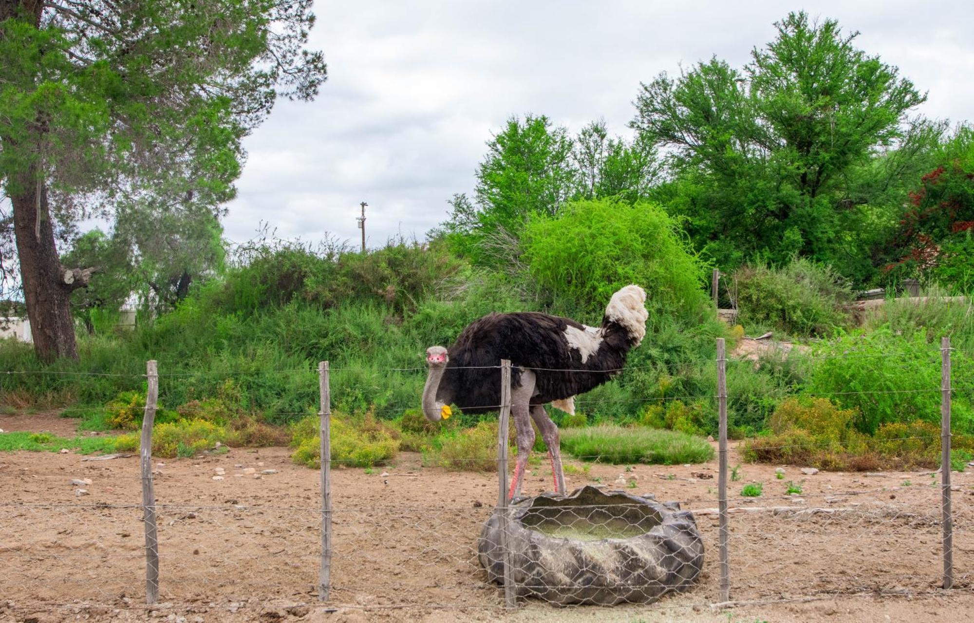 Bakenskraal Ostrich Palace Oudtshoorn Eksteriør billede
